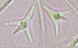 Image of Heliscella stellata (Ingold & V. J. Cox) Marvanová 1980