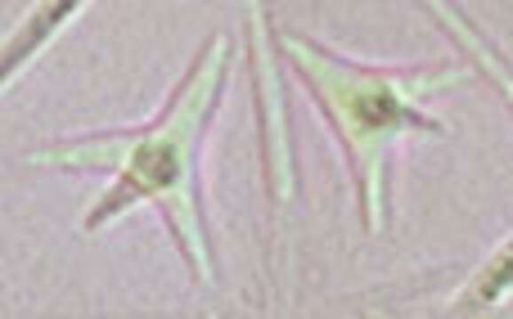 Image of Heliscella stellata (Ingold & V. J. Cox) Marvanová 1980