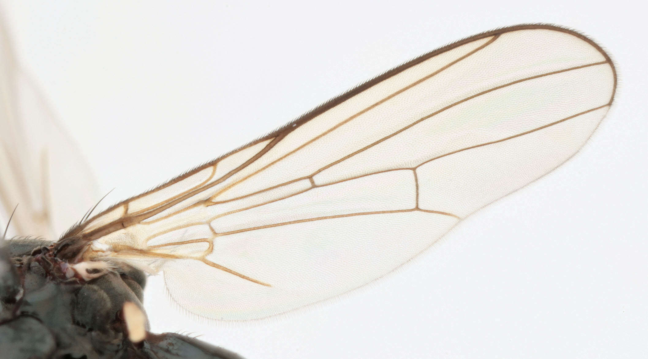 Image of Themira putris (Linnaeus 1758)