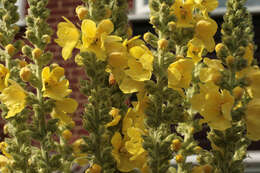 Image de faux bouillon blanc