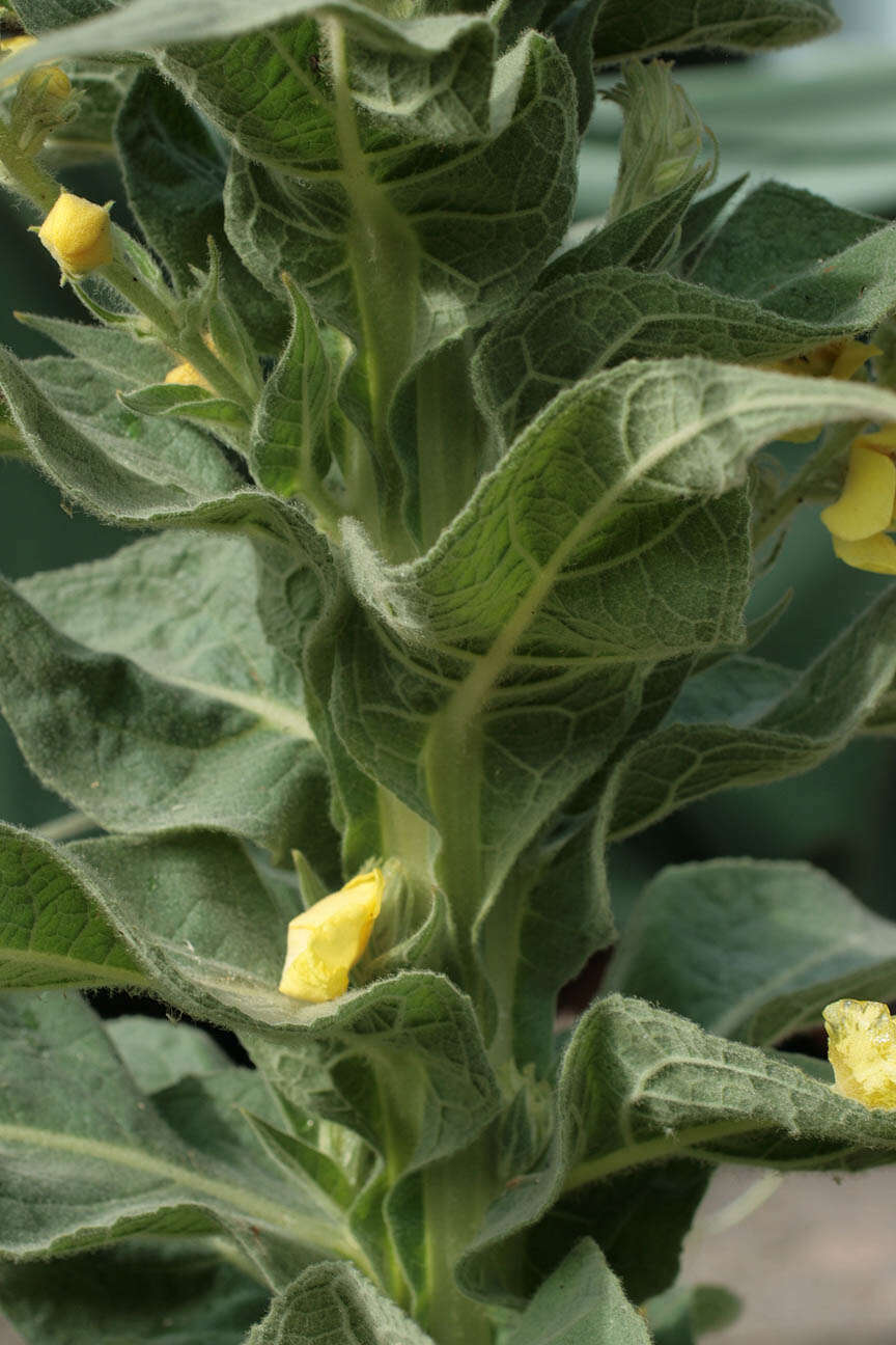 Image of denseflower mullein