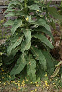 Image of denseflower mullein