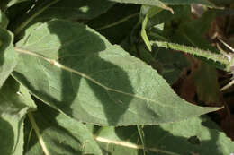 Image of denseflower mullein