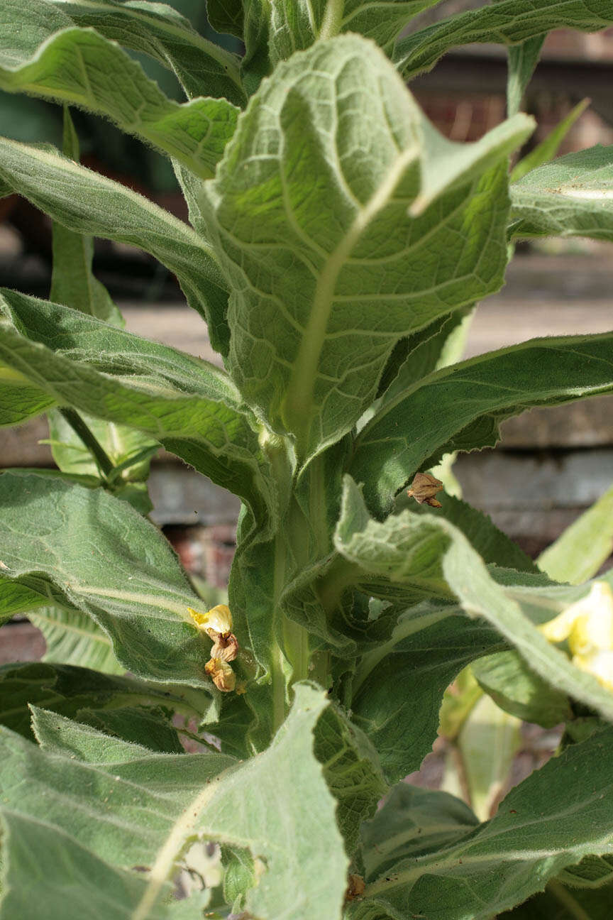 Image of denseflower mullein