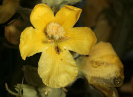 Image of denseflower mullein