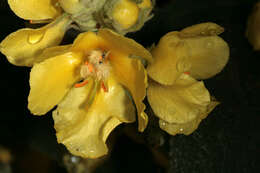 Image of denseflower mullein