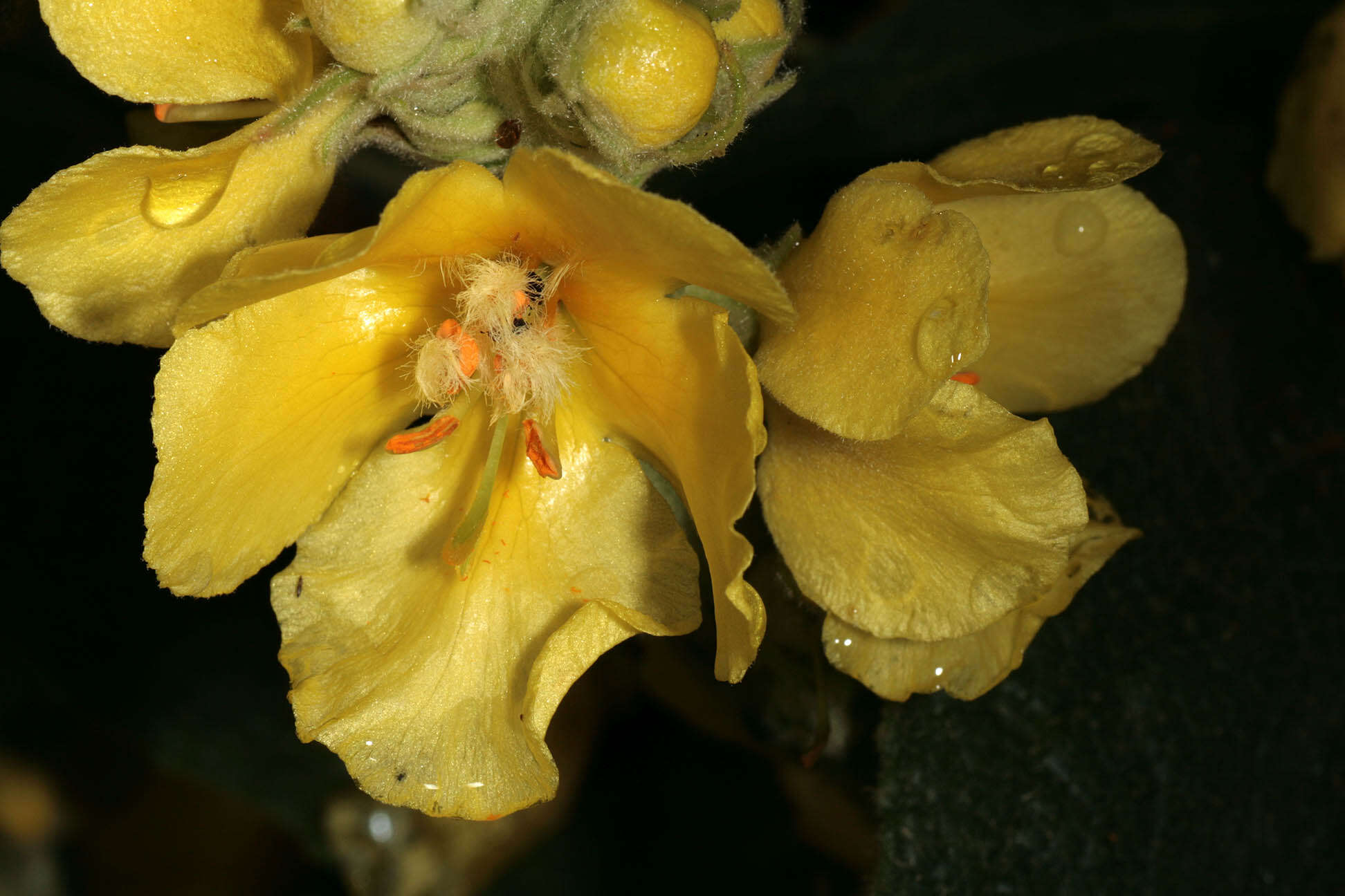 Image of denseflower mullein