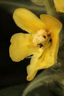 Image of denseflower mullein