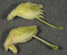 Image of denseflower mullein