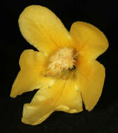 Image of denseflower mullein