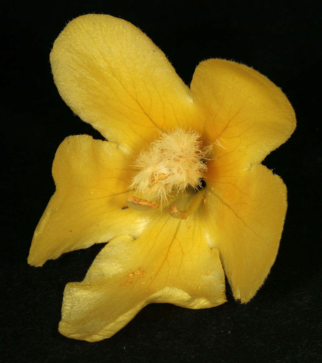 Image of denseflower mullein