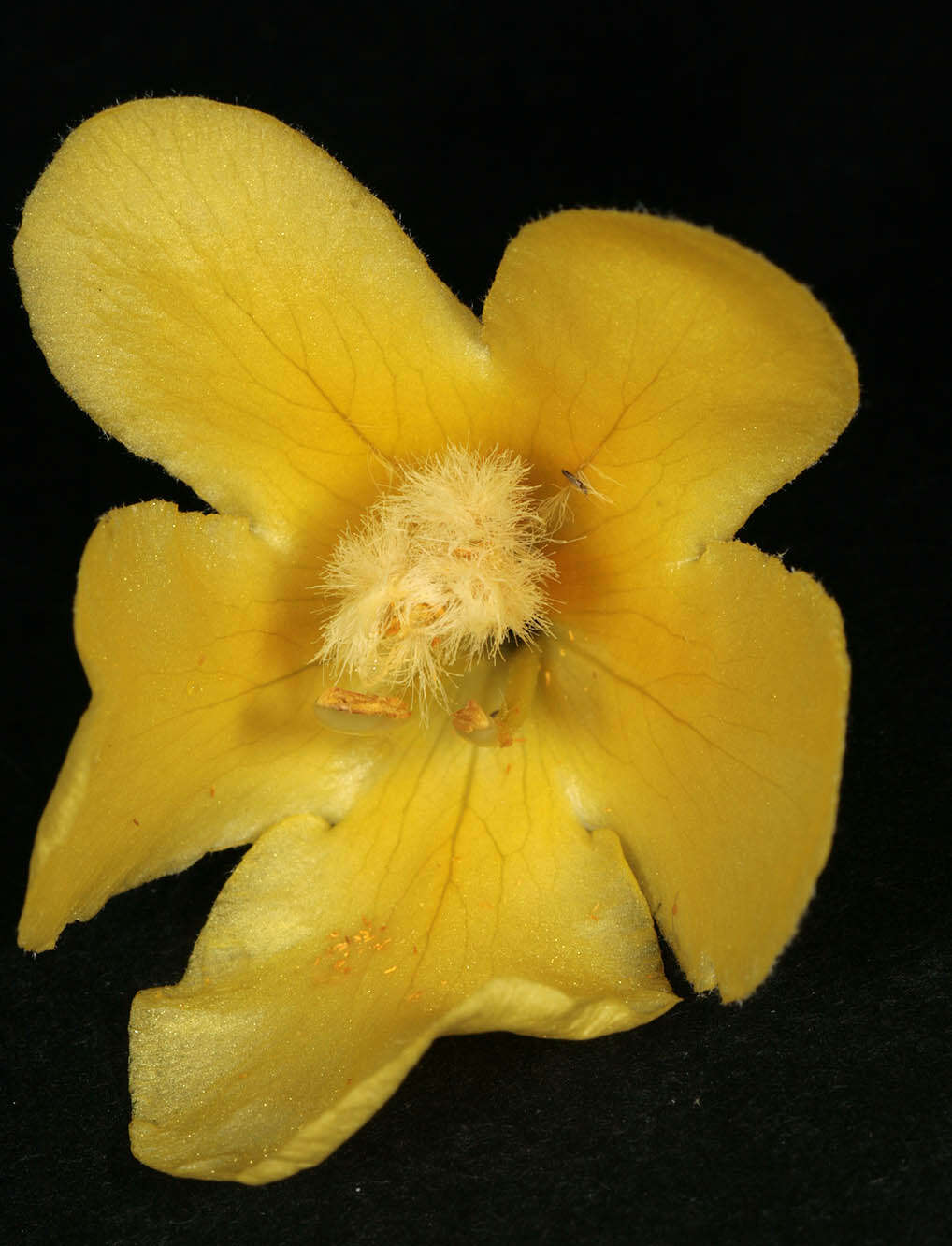 Image of denseflower mullein