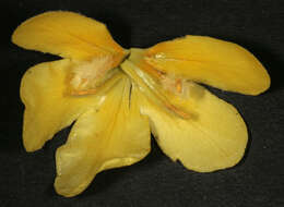 Image of denseflower mullein