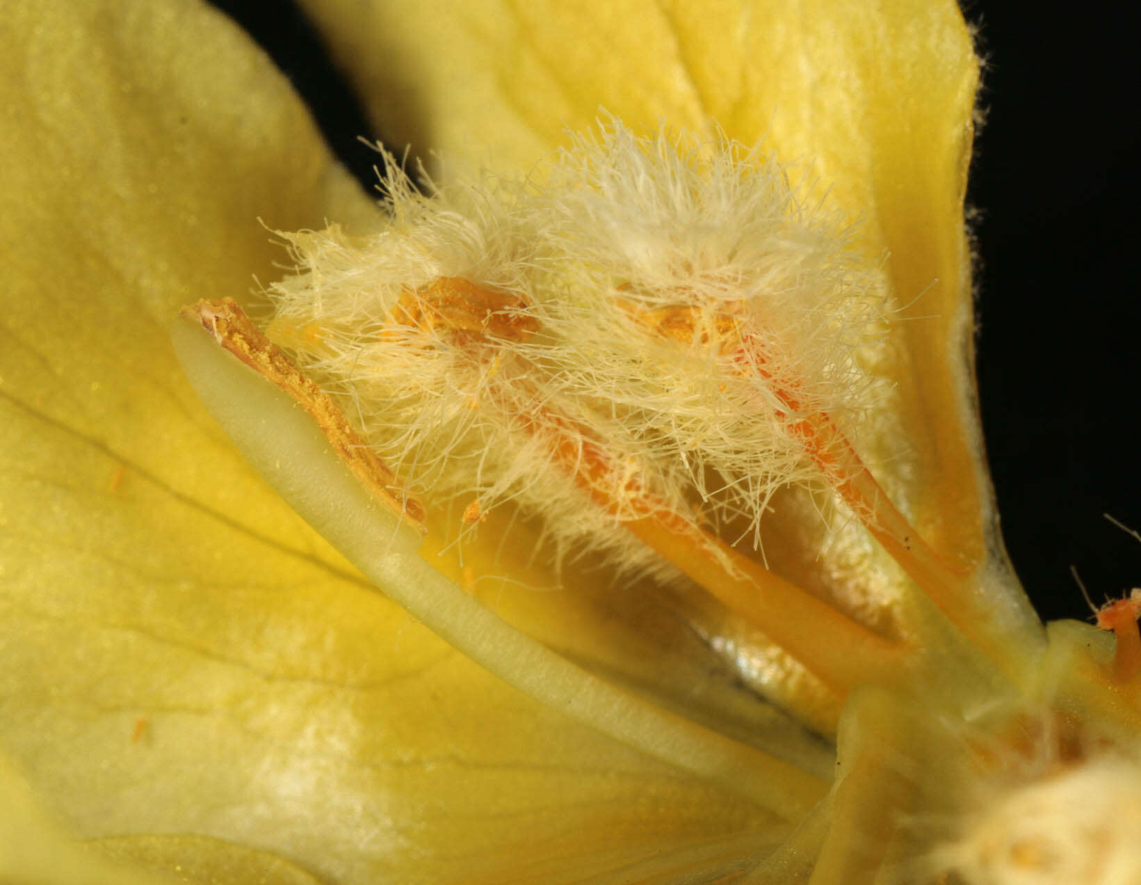 Image de faux bouillon blanc