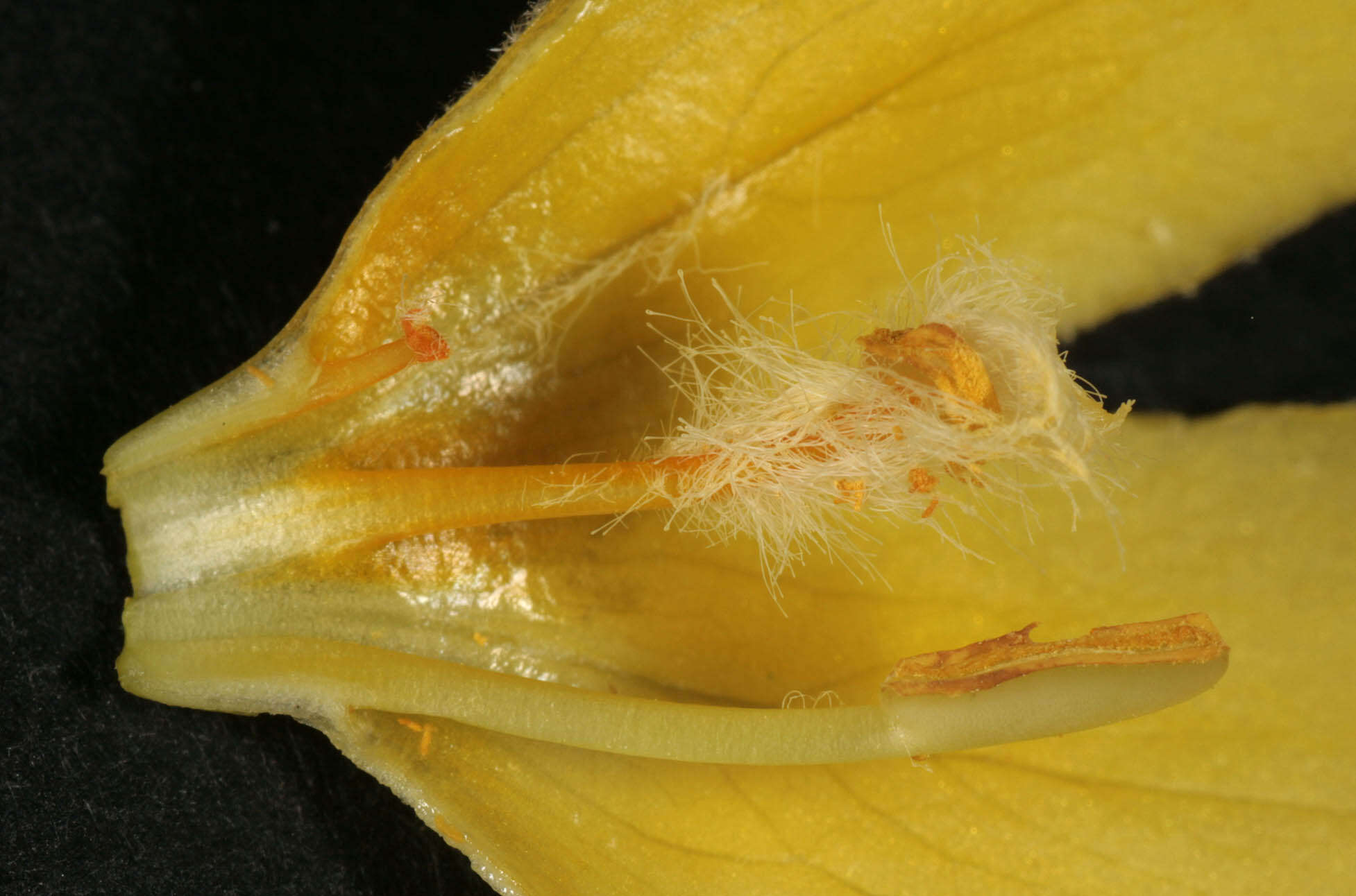 Image of denseflower mullein