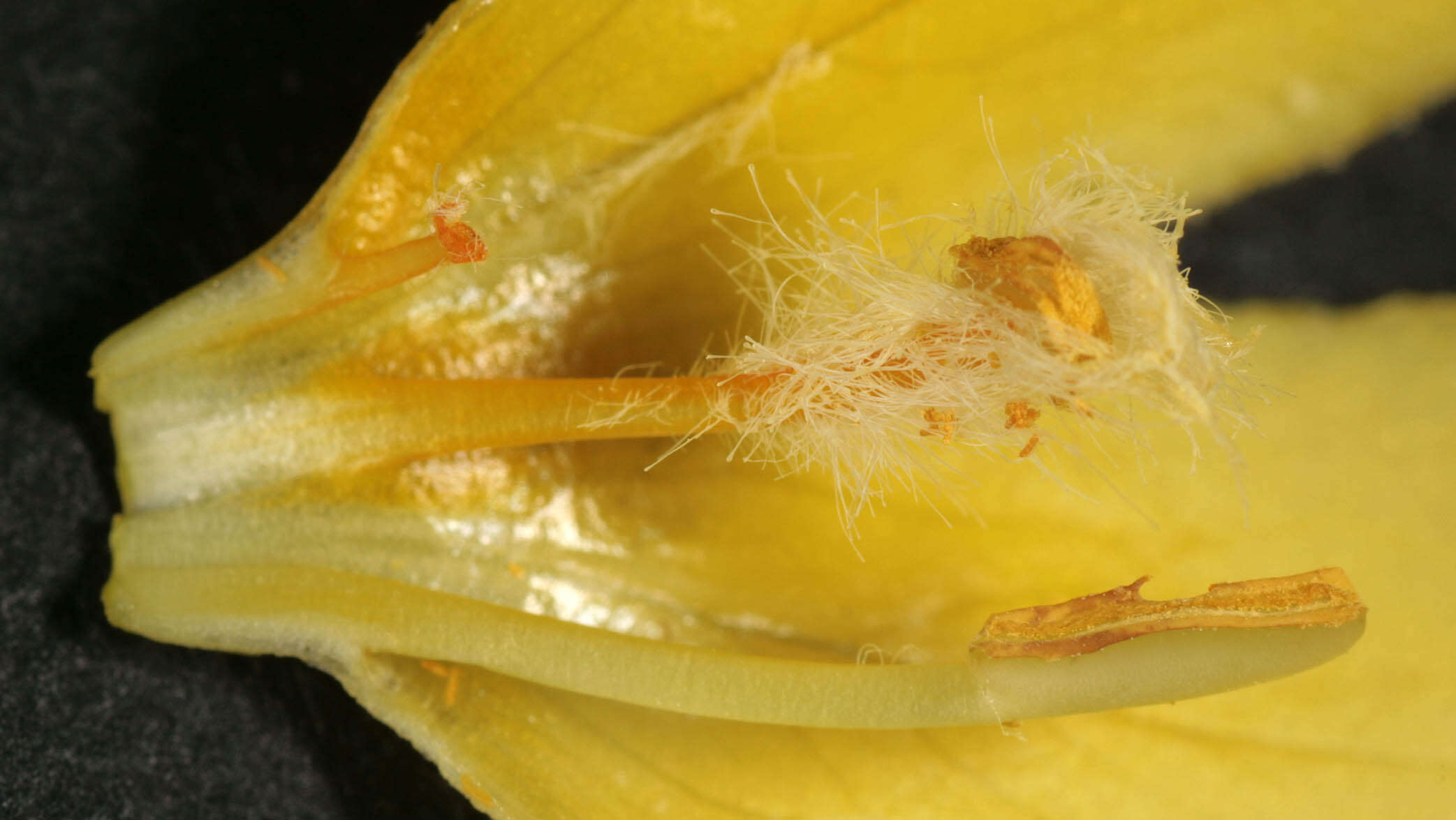 Image of denseflower mullein