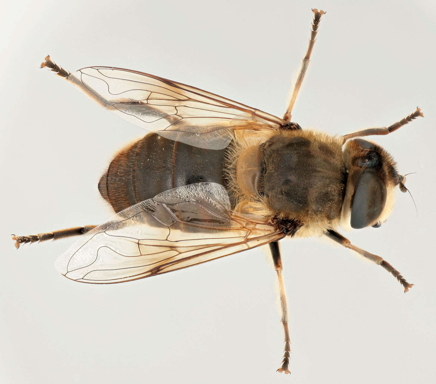 Image of drone fly