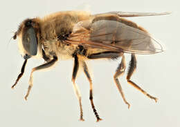 Image of drone fly