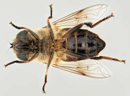 Image of drone fly