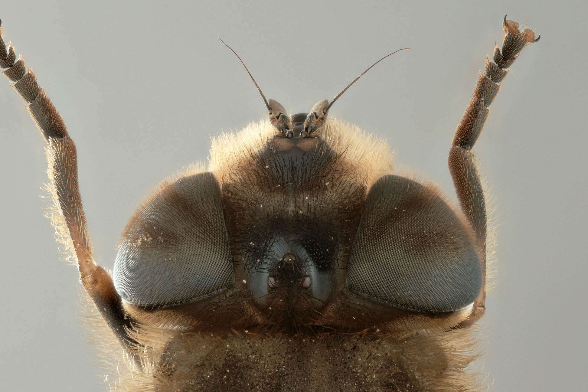 Image of drone fly