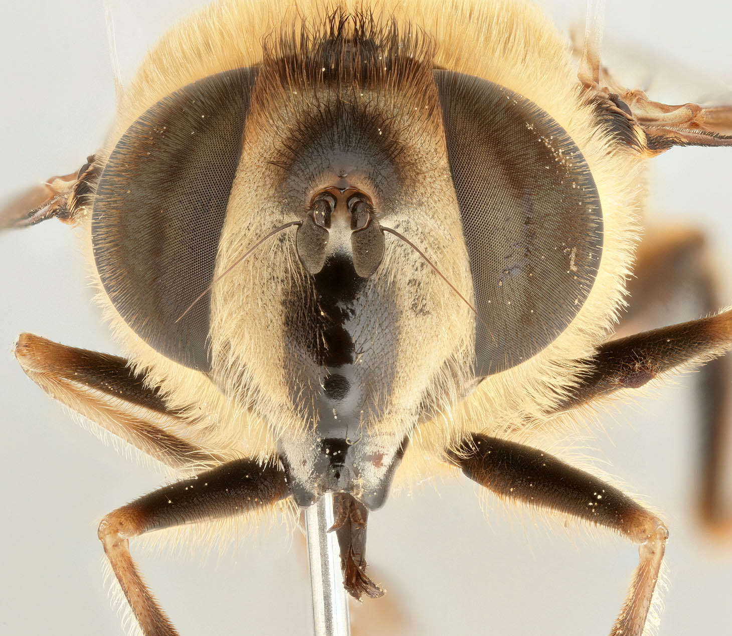 Image of drone fly