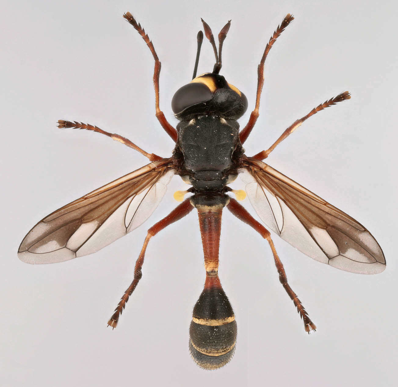 Image of Physocephala rufipes (Fabricius 1781)