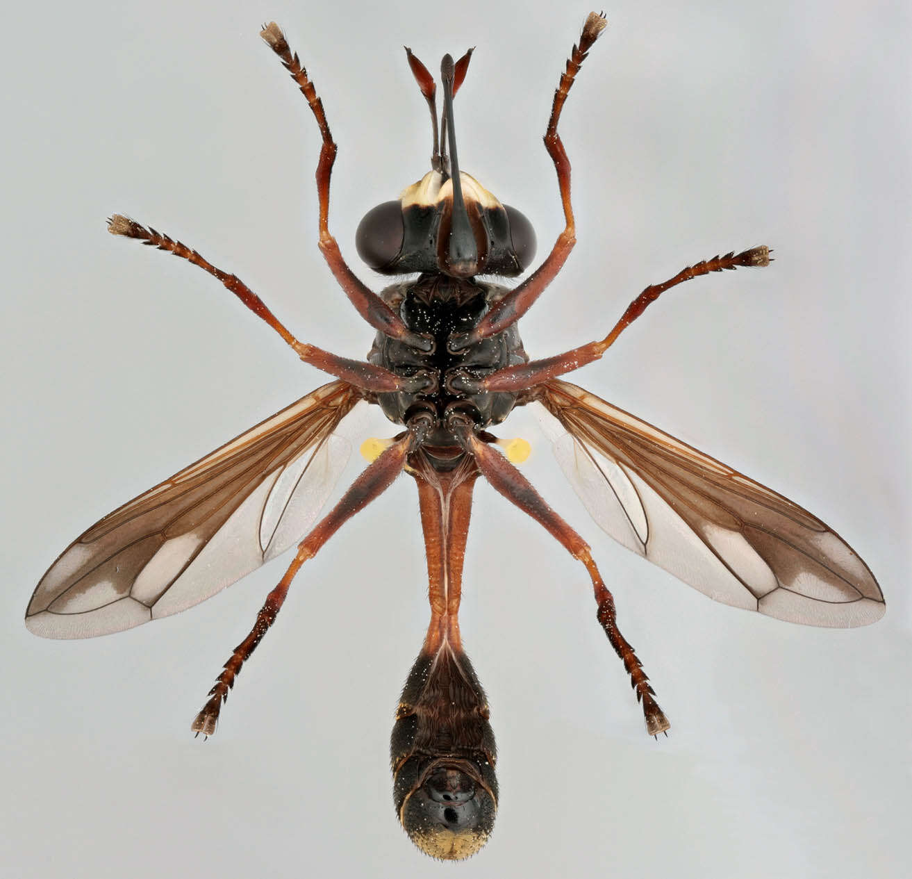 Image of Physocephala rufipes (Fabricius 1781)