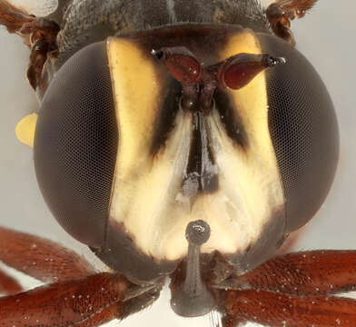 Image of Physocephala rufipes (Fabricius 1781)