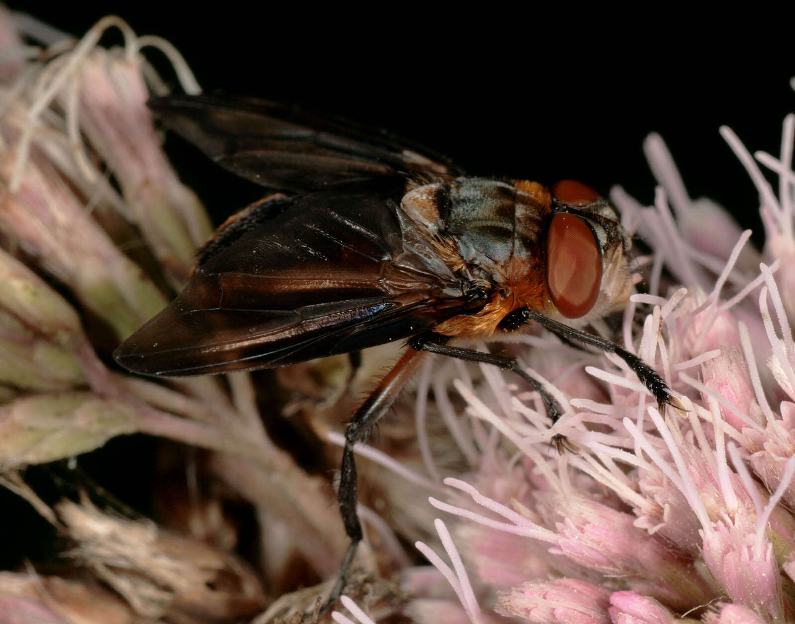 Image of Phasia hemiptera (Fabricius 1794)