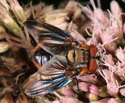 Image of Phasia hemiptera (Fabricius 1794)