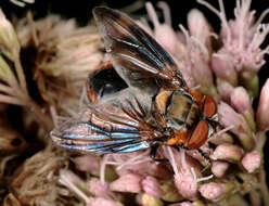 Image of Phasia hemiptera (Fabricius 1794)