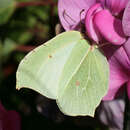 Image of brimstone