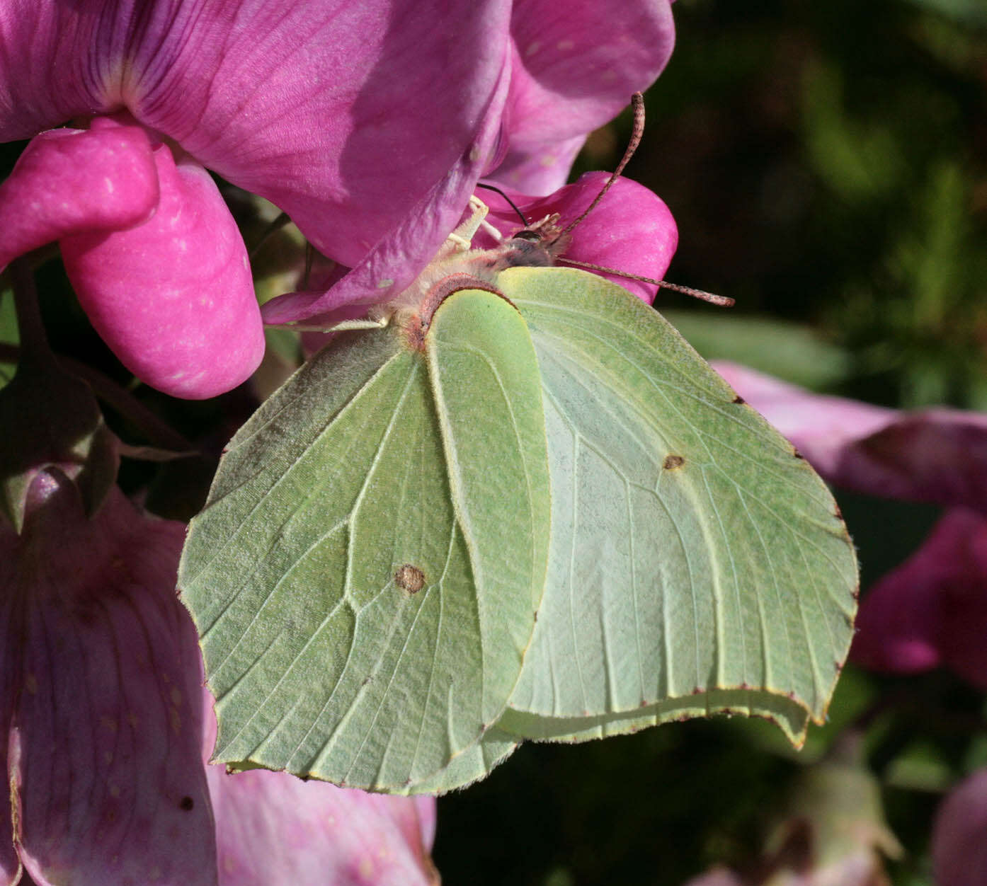 Imagem de Gonepteryx rhamni (Linnaeus 1758)