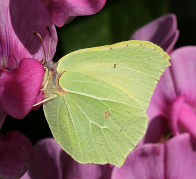 Imagem de Gonepteryx rhamni (Linnaeus 1758)