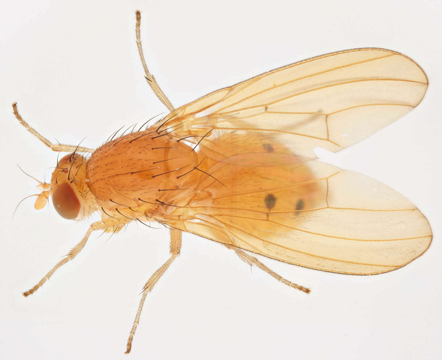 Image of Sapromyza sexpunctata Meigen 1826