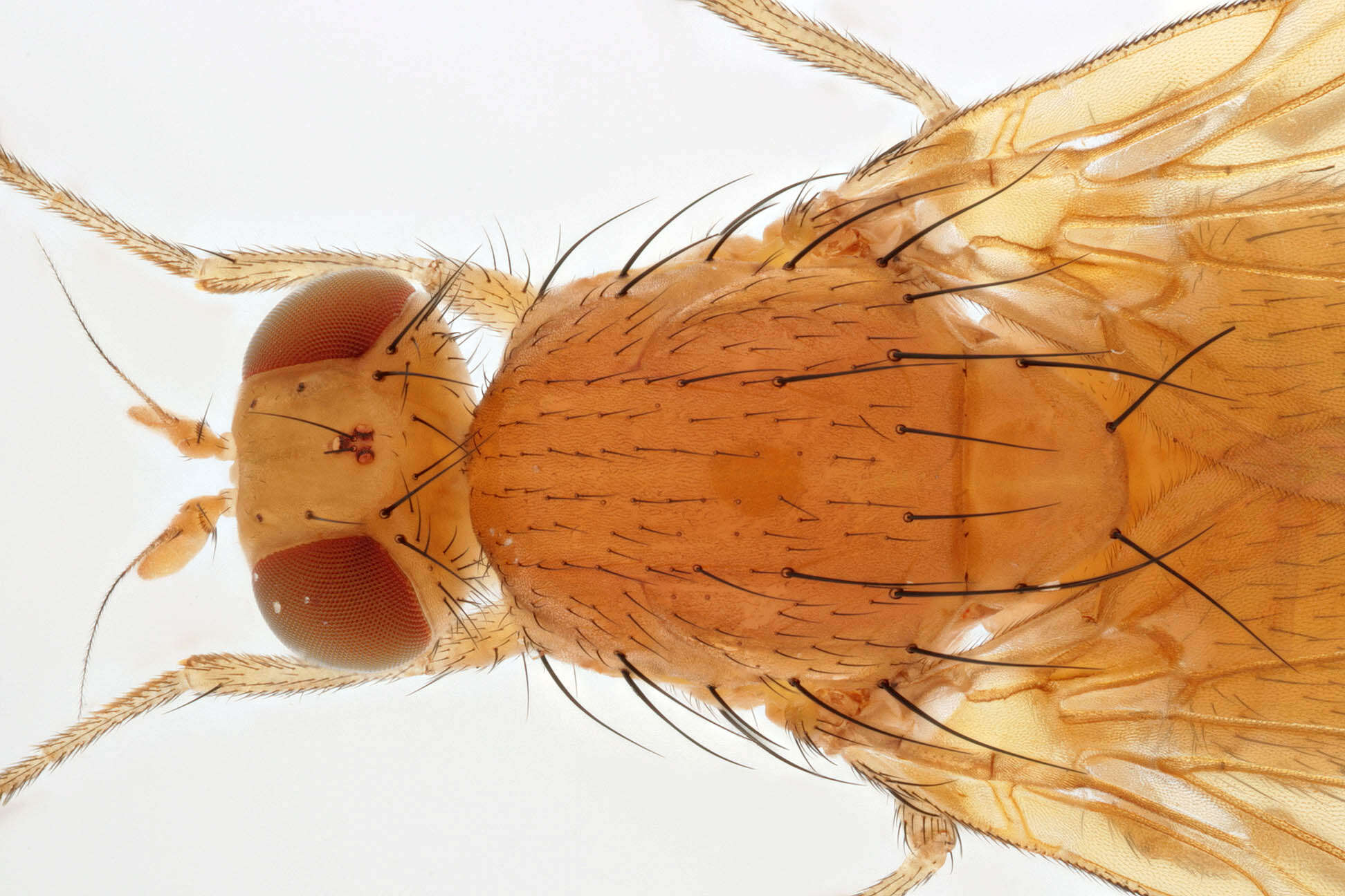 Image of Sapromyza sexpunctata Meigen 1826