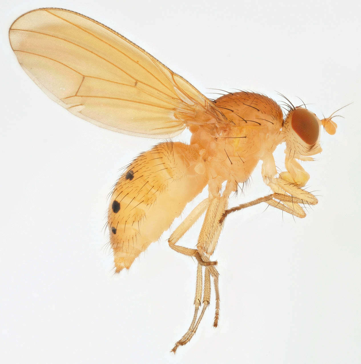 Image of Sapromyza sexpunctata Meigen 1826