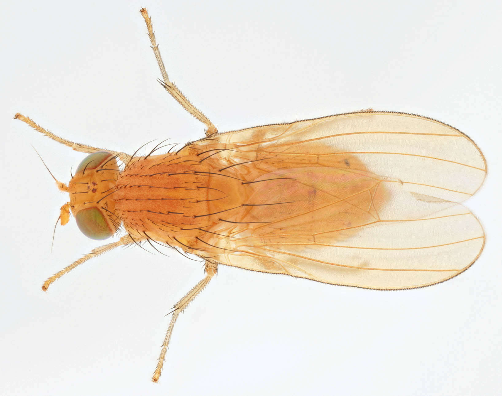 Image of Sapromyza quadripunctata (Linnaeus 1767)