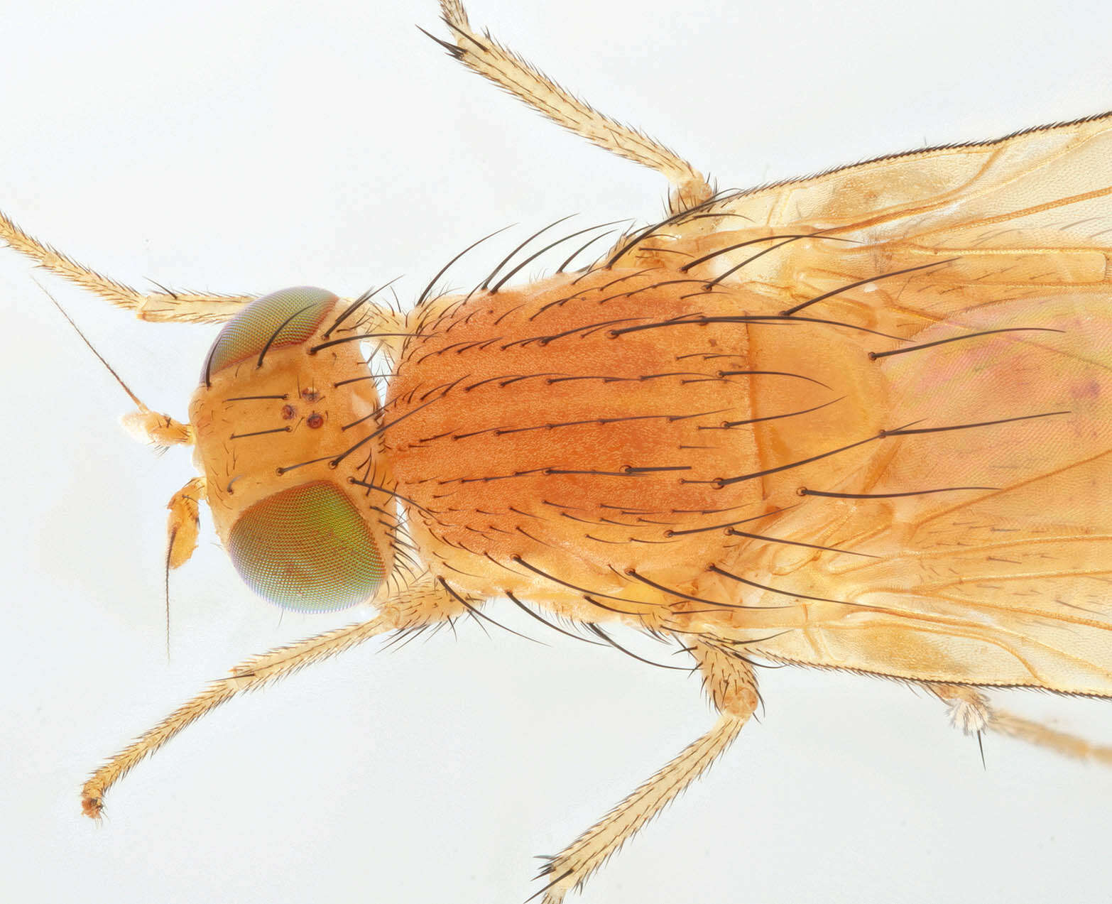 Image of Sapromyza quadripunctata (Linnaeus 1767)