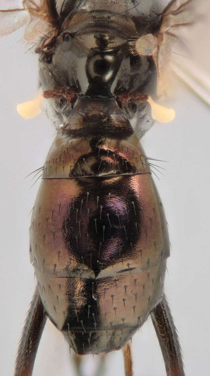 Image de Sepsis orthocnemis Frey 1908