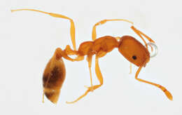 Image of Pharaoh ant