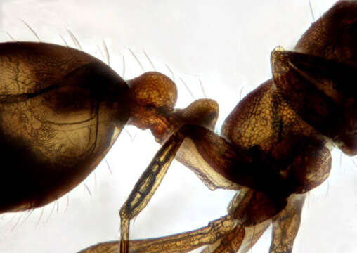 Image of Pharaoh ant