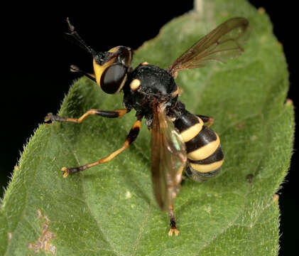 Image of Conops flavipes Linnaeus 1758