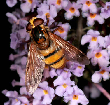 Image of lesser hornet hoverfly