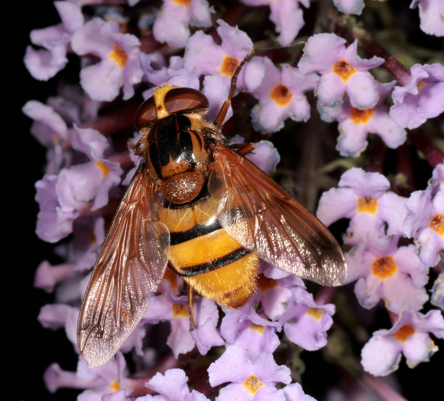 Image of lesser hornet hoverfly