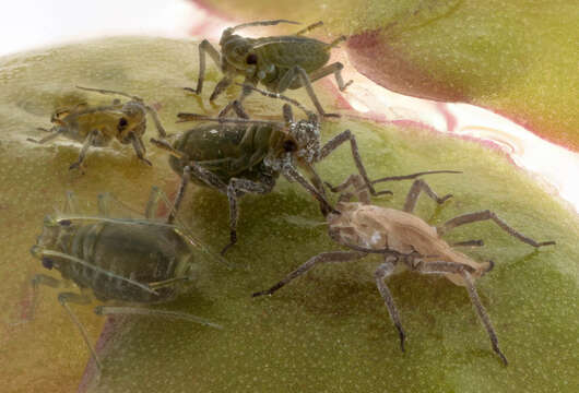 Image of Water lily aphid