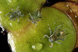 Image of Water lily aphid