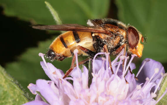 Image of lesser hornet hoverfly