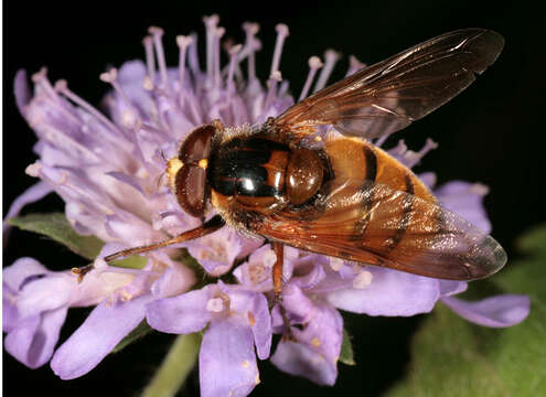 Image of lesser hornet hoverfly