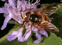 Image of lesser hornet hoverfly